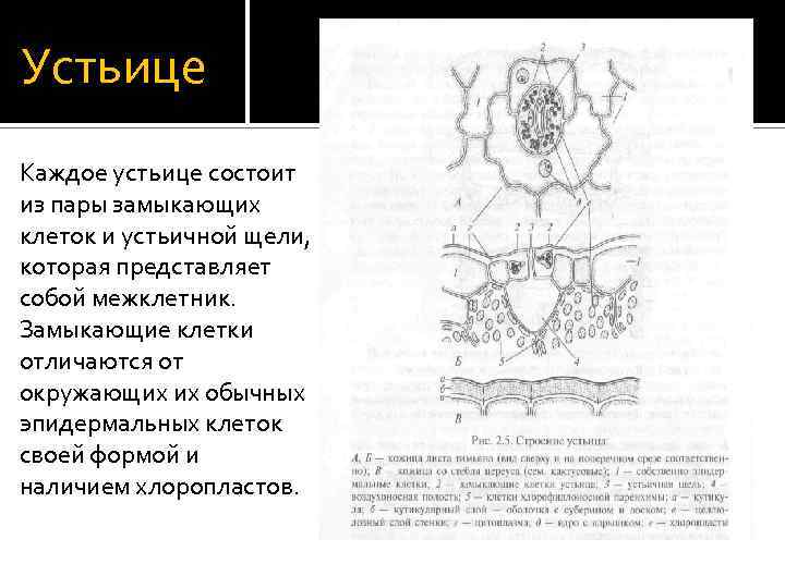 Устьице Каждое устьице состоит из пары замыкающих клеток и устьичной щели, которая представляет собой