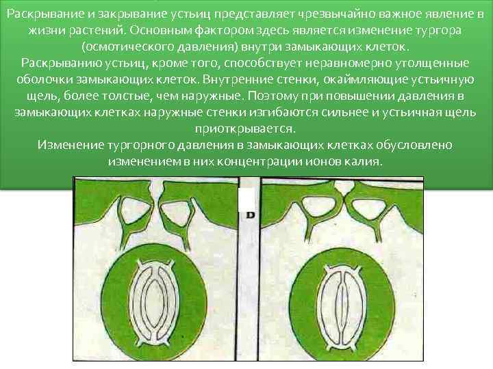 Раскрывание и закрывание устьиц представляет чрезвычайно важное явление в жизни растений. Основным фактором здесь