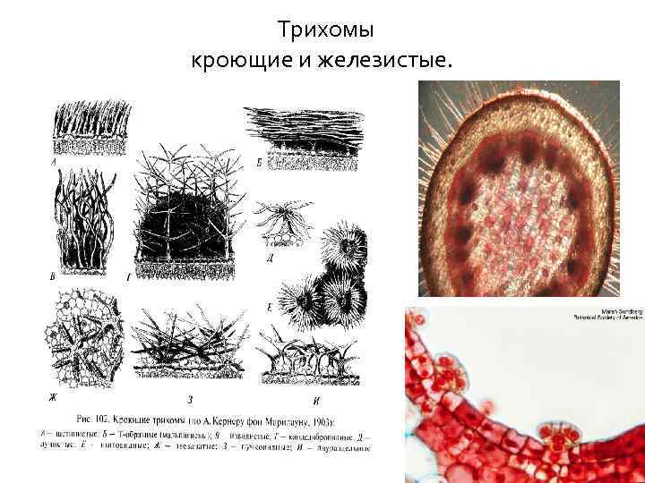 Трихомы кроющие и железистые. 