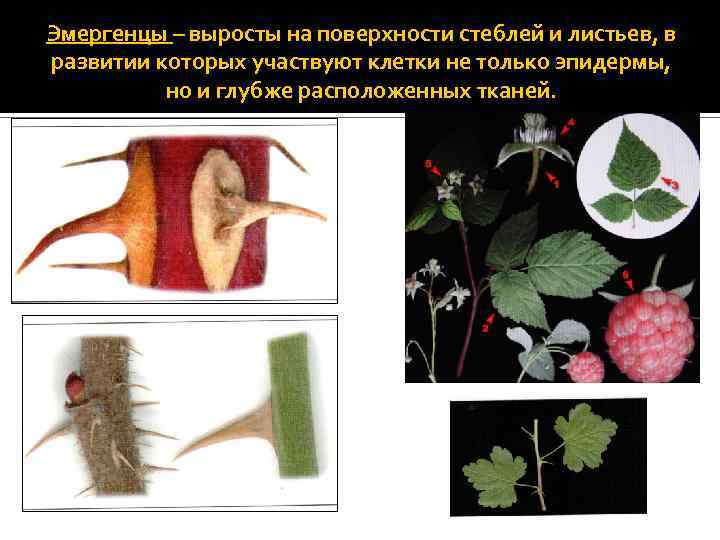 Эмергенцы – выросты на поверхности стеблей и листьев, в развитии которых участвуют клетки не
