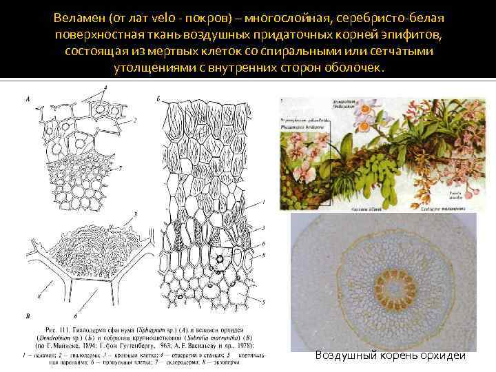 Веламен (от лат velo - покров) – многослойная, серебристо-белая поверхностная ткань воздушных придаточных корней