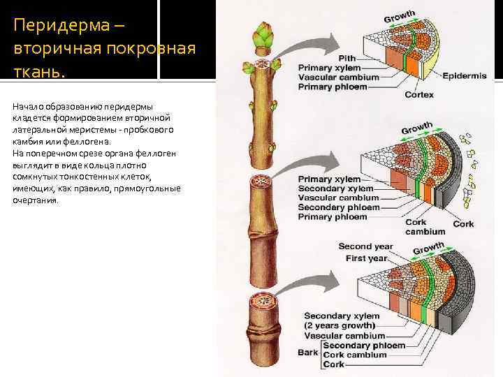 Перидерма – вторичная покровная ткань. Начало образованию перидермы кладется формированием вторичной латеральной меристемы -