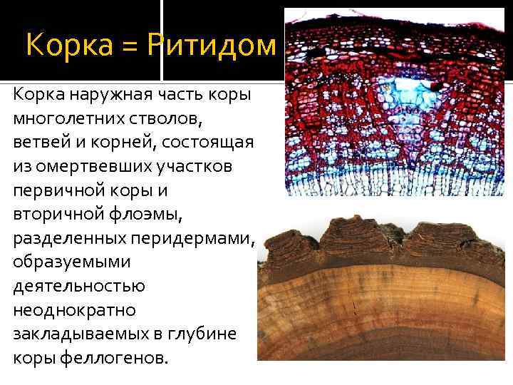 Корка = Ритидом Корка наружная часть коры многолетних стволов, ветвей и корней, состоящая из