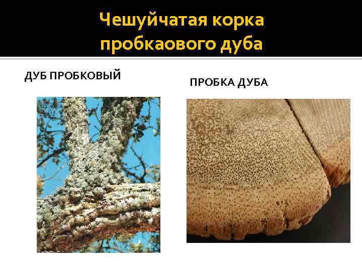 Чешуйчатая корка пробкаового дуба ДУБ ПРОБКОВЫЙ ПРОБКА ДУБА 