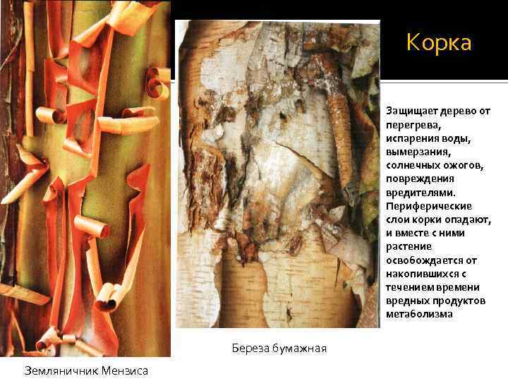 Корка Защищает дерево от перегрева, испарения воды, вымерзания, солнечных ожогов, повреждения вредителями. Периферические слои