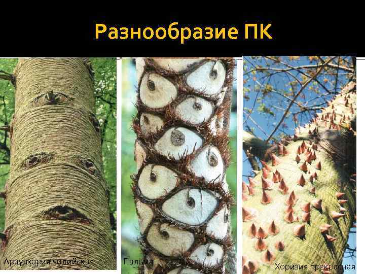 Разнообразие ПК Арауакария чилийская Пальма Хоризия прекрасная 