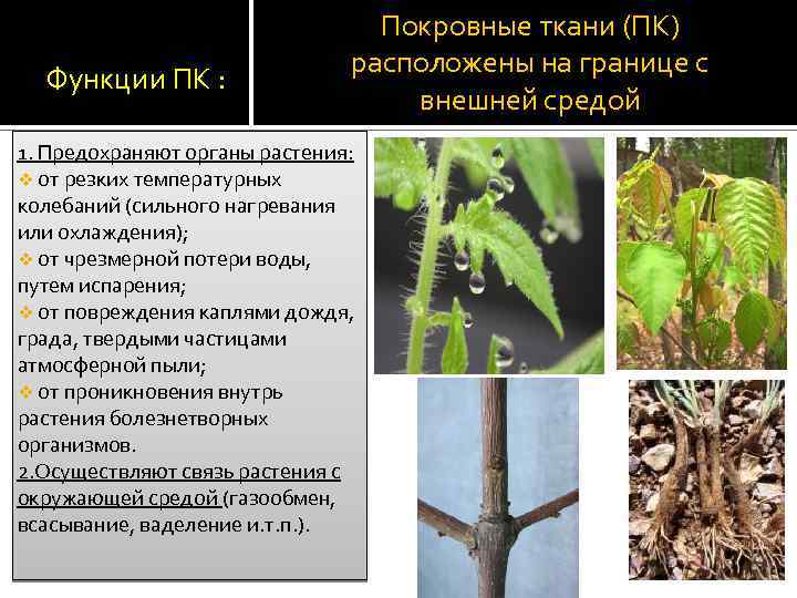 Функции ПК : Покровные ткани (ПК) расположены на границе с внешней средой 1. Предохраняют