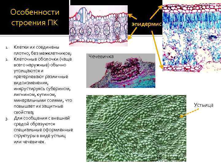Особенности строения ПК 1. 2. 3. Клетки их соединены плотно, без межклетников; Клеточные оболочки