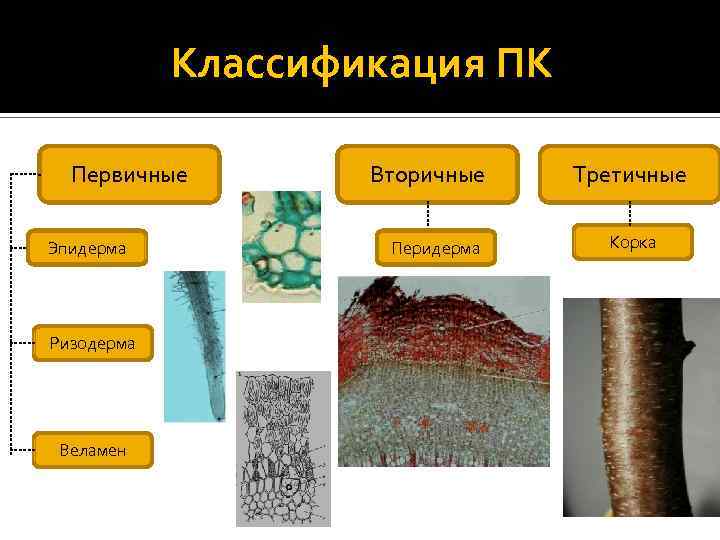 первичные (эпидерма, ризодерма, веламен), вторичные (перидерма) и третичные (корка или ритидом) покровные Классификация ПК