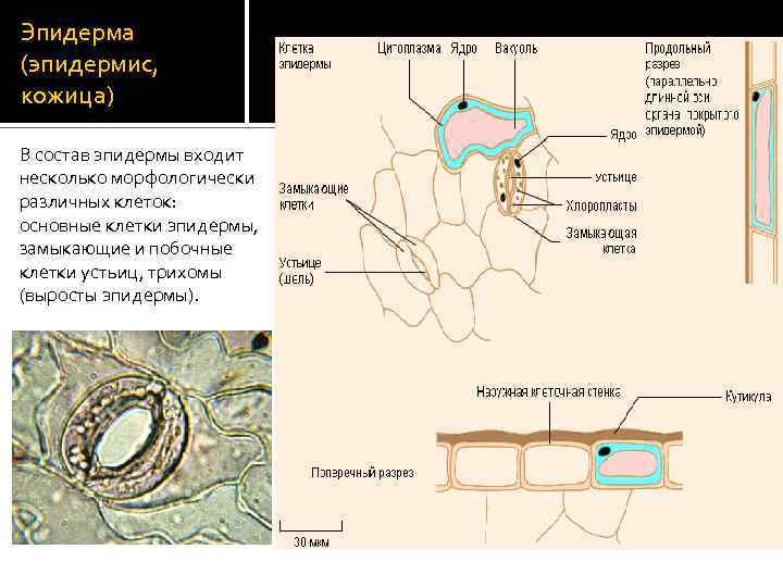 Эпидерма (эпидермис, кожица) В состав эпидермы входит несколько морфологически различных клеток: основные клетки эпидермы,