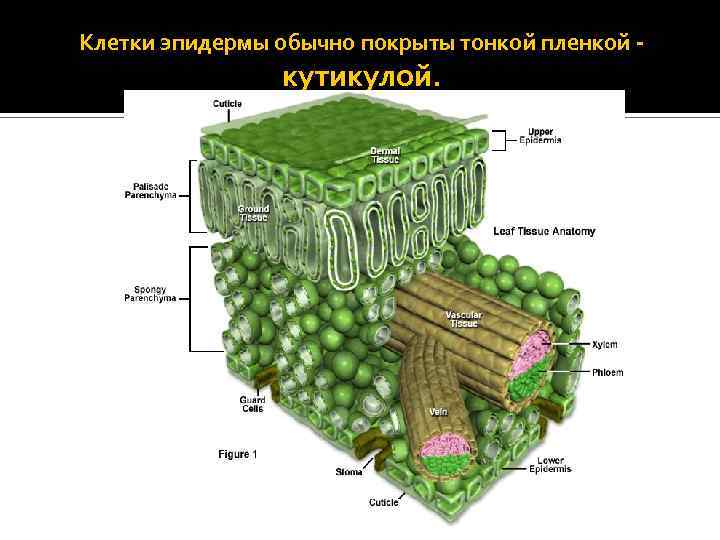 Клетки эпидермы обычно покрыты тонкой пленкой - кутикулой. 