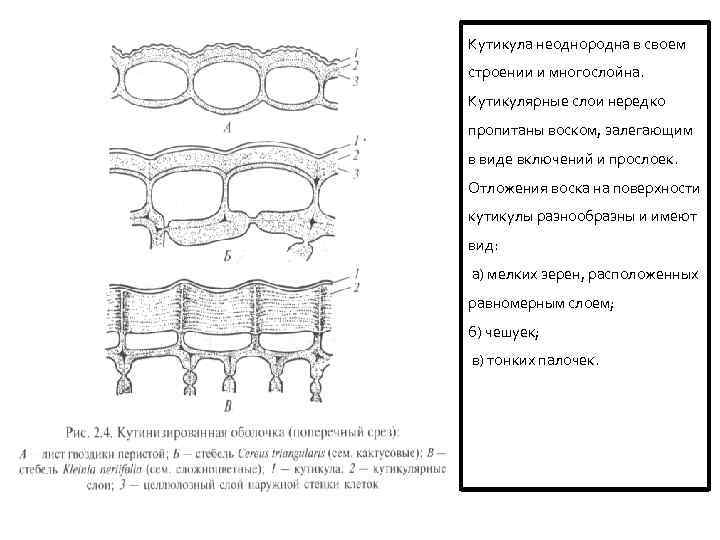 Кутикула неоднородна в своем строении и многослойна. Кутикулярные слои нередко пропитаны воском, залегающим в