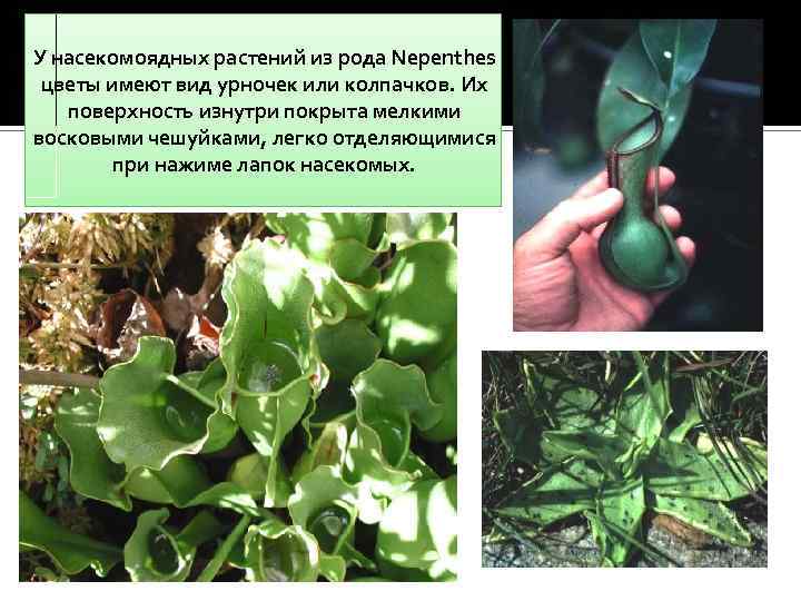У насекомоядных растений из рода Nepenthes цветы имеют вид урночек или колпачков. Их поверхность