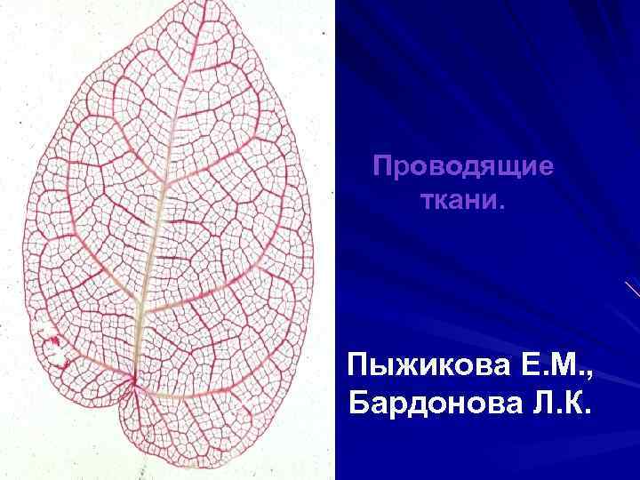 Проводящие ткани. Пыжикова Е. М. , Бардонова Л. К. 
