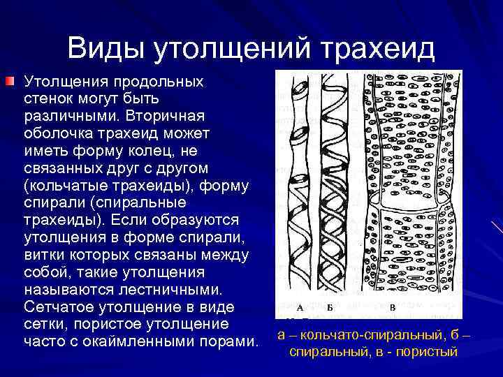 Виды утолщений трахеид Утолщения продольных стенок могут быть различными. Вторичная оболочка трахеид может иметь
