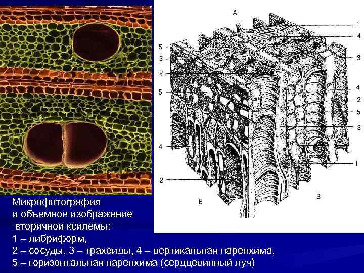 Микрофотография и объемное изображение вторичной ксилемы: 1 – либриформ, 2 – сосуды, 3 –