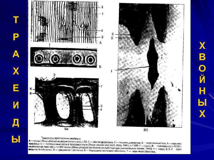 Т Р А Х Е И Д Ы Х В О Й Н Ы