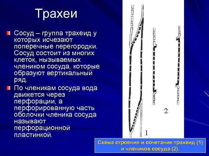 Трахеи Сосуд – группа трахеид у которых исчезают поперечные перегородки. Сосуд состоит из многих