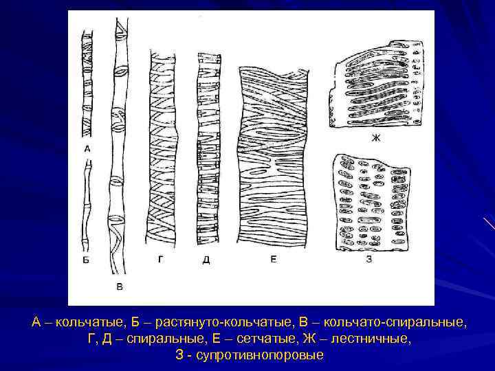 А – кольчатые, Б – растянуто-кольчатые, В – кольчато-спиральные, Г, Д – спиральные, Е