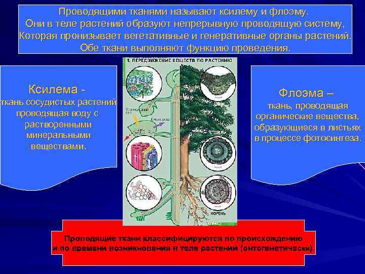 Проводящими тканями называют ксилему и флоэму. Они в теле растений образуют непрерывную проводящую систему,