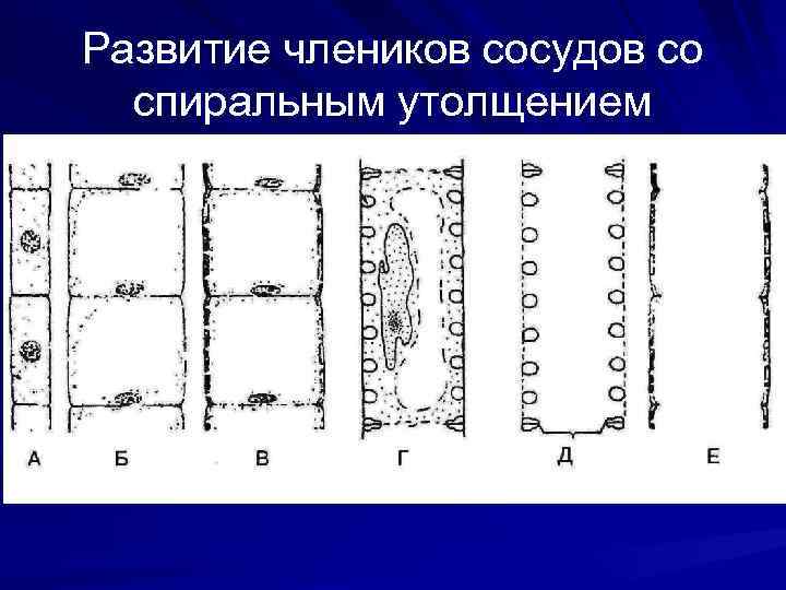 Развитие члеников сосудов со спиральным утолщением 