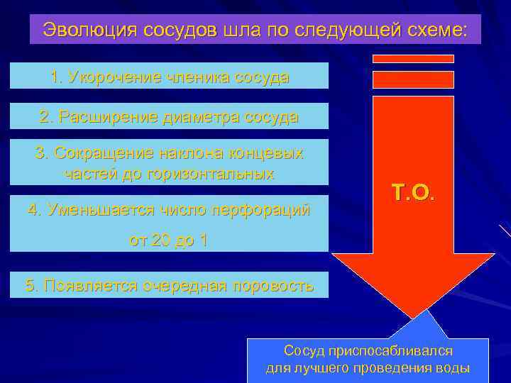 Эволюция сосудов шла по следующей схеме: 1. Укорочение членика сосуда 2. Расширение диаметра сосуда