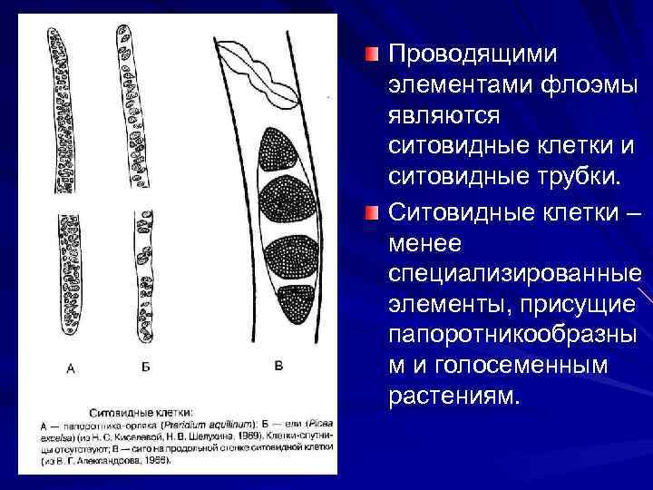 Проводящими элементами флоэмы являются ситовидные клетки и ситовидные трубки. Ситовидные клетки – менее специализированные