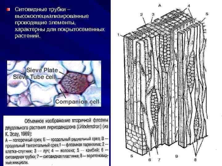 Ситовидные трубки – высокоспециализированные проводящие элементы, характерны для покрытосеменных растений. 