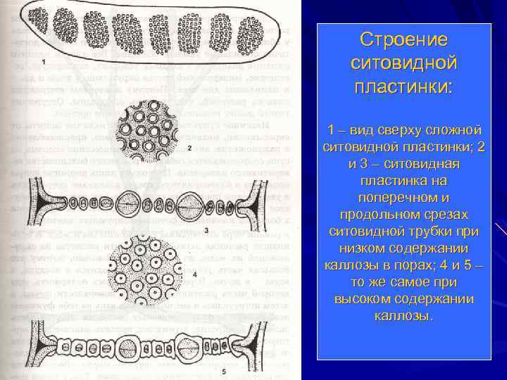 Строение ситовидной пластинки: 1 – вид сверху сложной ситовидной пластинки; 2 и 3 –