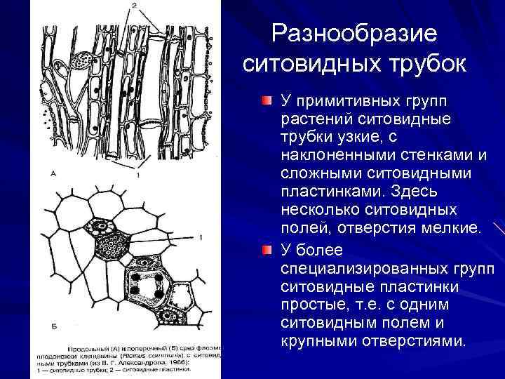Разнообразие ситовидных трубок У примитивных групп растений ситовидные трубки узкие, с наклоненными стенками и