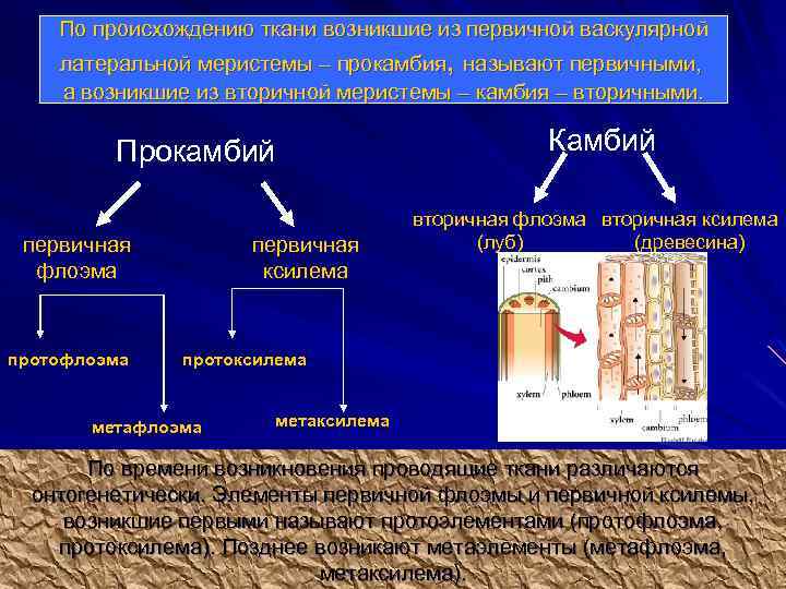 По происхождению ткани возникшие из первичной васкулярной латеральной меристемы – прокамбия, называют первичными, а
