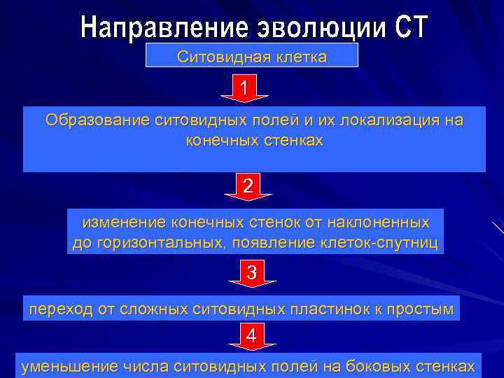 Ситовидная клетка 1 Образование ситовидных полей и их локализация на конечных стенках 2 изменение