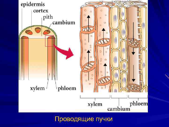 Проводящие пучки 