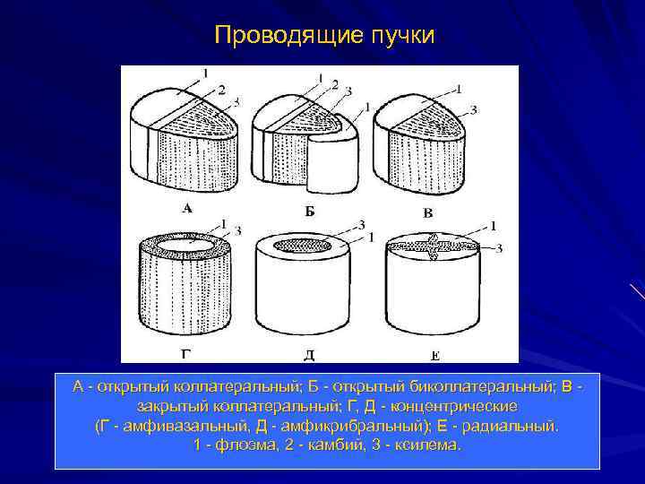 Проводящие пучки А - открытый коллатеральный; Б - открытый биколлатеральный; В закрытый коллатеральный; Г,