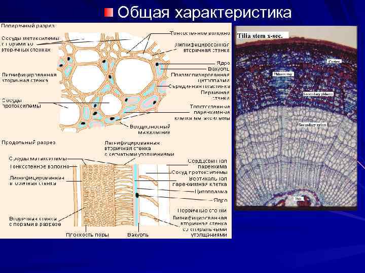 Общая характеристика 