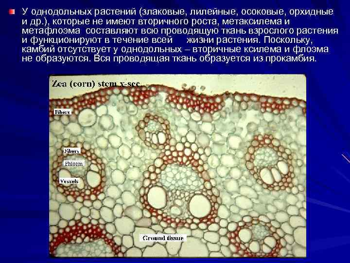 У однодольных растений (злаковые, лилейные, осоковые, орхидные и др. ), которые не имеют вторичного