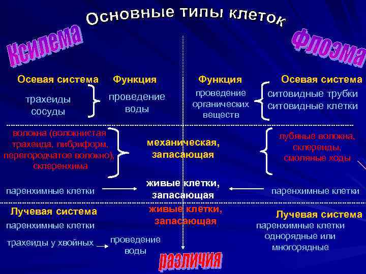 Осевая система трахеиды сосуды Функция проведение воды проведение органических веществ волокна (волокнистая трахеида, либриформ,