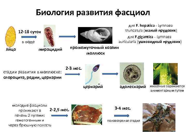 Биология развития фасциол для F. hepatica - Lymnaea truncatula (малый прудовик) 12 -18 суток