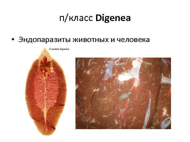 п/класс Digenea • Эндопаразиты животных и человека 