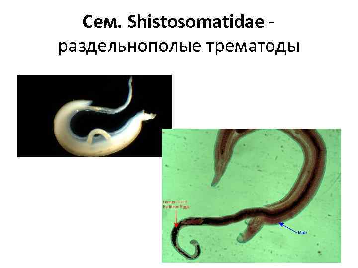 Сем. Shistosomatidae - раздельнополые трематоды 