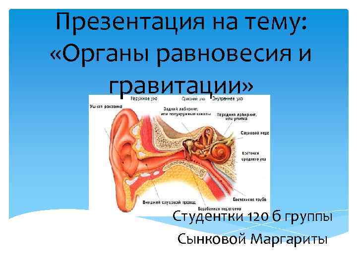 Орган равновесия презентация 8 класс