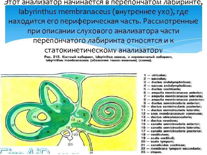 Строение статокинетического отдела уха статокинетический анализатор равновесия презентация