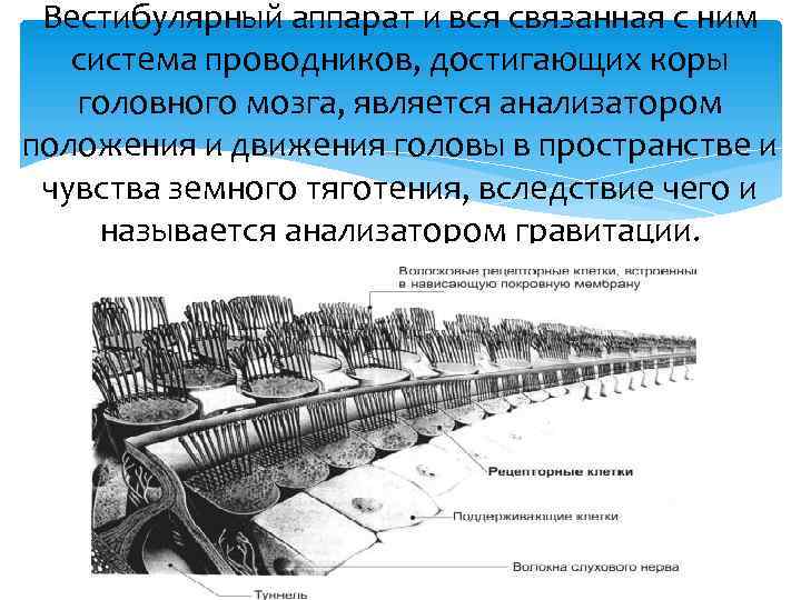 Вестибулярный аппарат и вся связанная с ним система проводников, достигающих коры головного мозга, является