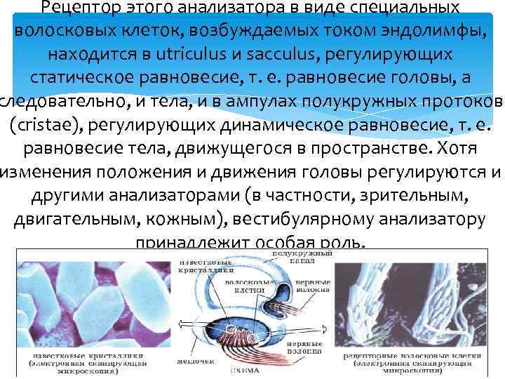 Рецептор этого анализатора в виде специальных волосковых клеток, возбуждаемых током эндолимфы, находится в utriculus