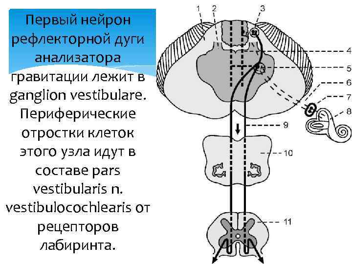 Первый нейрон. Проводящие пути статокинетического анализатора схема. Схема проводящих путей вестибулярного анализатора. Проводящие пути вестибулярного анализатора схема. Проводящий путь анализатора равновесия.