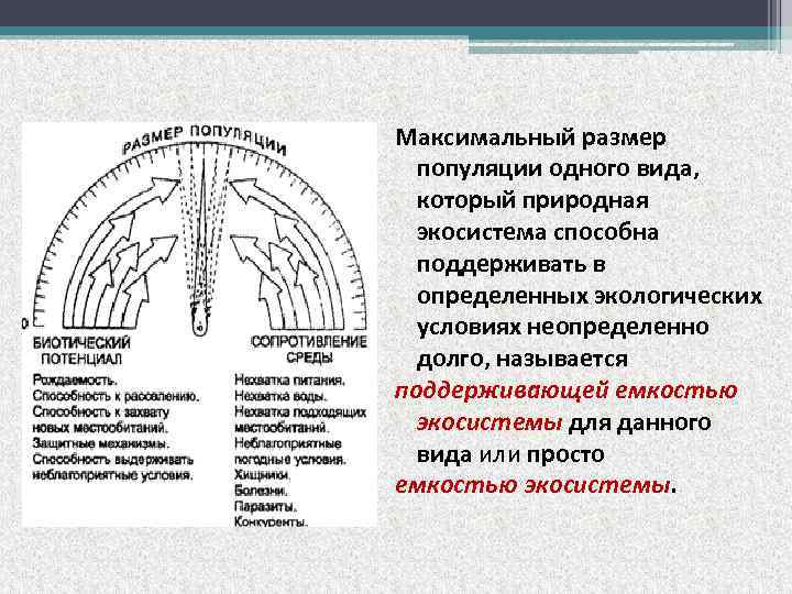 Максимальный размер популяции одного вида, который природная экосистема способна поддерживать в определенных экологических условиях