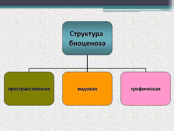 Структура биоценоза пространственная видовая трофическая 