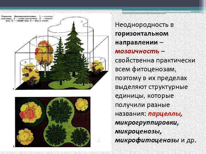 Виды ярусности биоценоз схема