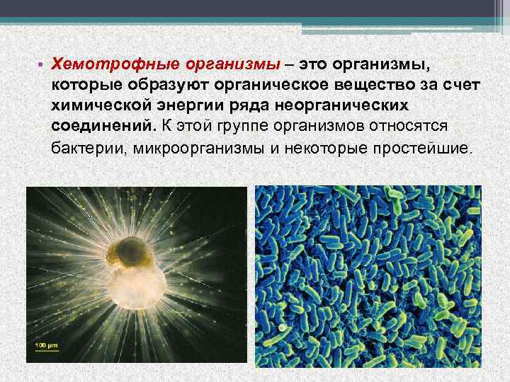  • Хемотрофные организмы – это организмы, которые образуют органическое вещество за счет химической