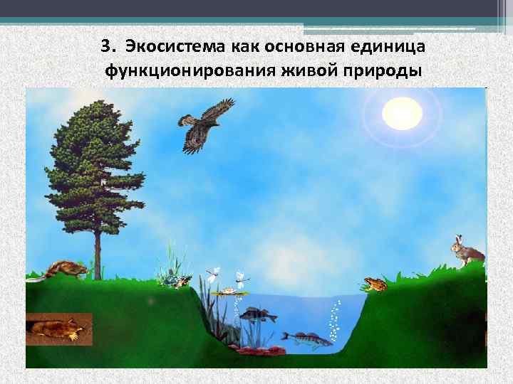 3. Экосистема как основная единица функционирования живой природы 